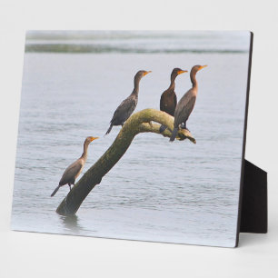 Cormorant Plaque Fotoplaat