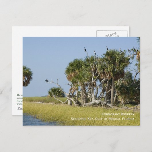 Cormorant Rookery Briefkaart (Voorkant / Achterkant)