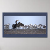 Cormorant with Seagulls Poster (Voorkant)