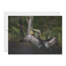 Cormorate Nature Photo Card