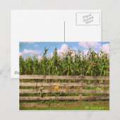 Corn Briefkaart (Voorkant / Achterkant)