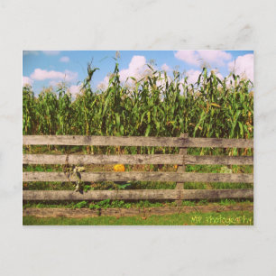 Corn Briefkaart