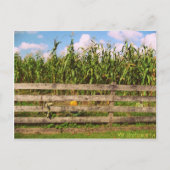 Corn Briefkaart (Voorkant)