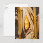 Corn Cobb op Stalk Briefkaart (Voorkant / Achterkant)