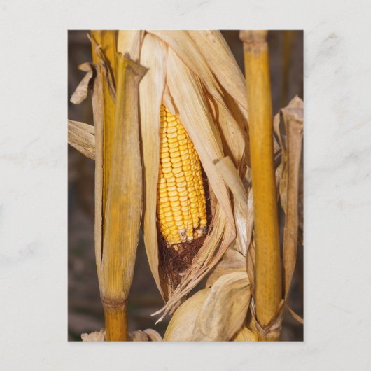Corn Cobb op Stalk Briefkaart (Voorkant)