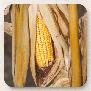 Corn Cobb op Stalk Drankjes Onderzetter
