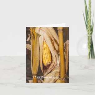 Corn Cobb op Stalk Thinking You Kaart