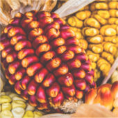 Corn cobs sticker (Voorkant)