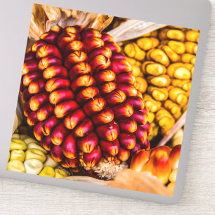 Corn cobs sticker