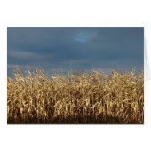 Corn Field (Voorkant Horizontaal)