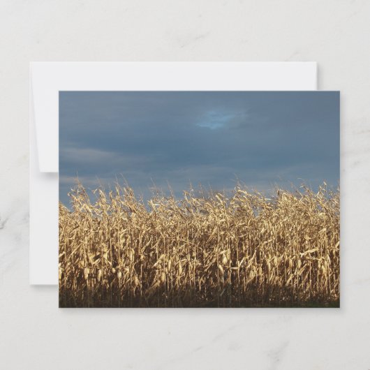 Corn Field (Voorkant)