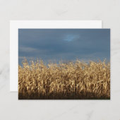 Corn Field (Voorkant / Achterkant)