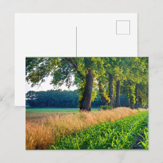 Corn Field Border Briefkaart (Voorkant / Achterkant)
