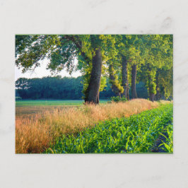 Corn Field Border Briefkaart