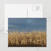 Corn Field Briefkaart (Voorkant / Achterkant)