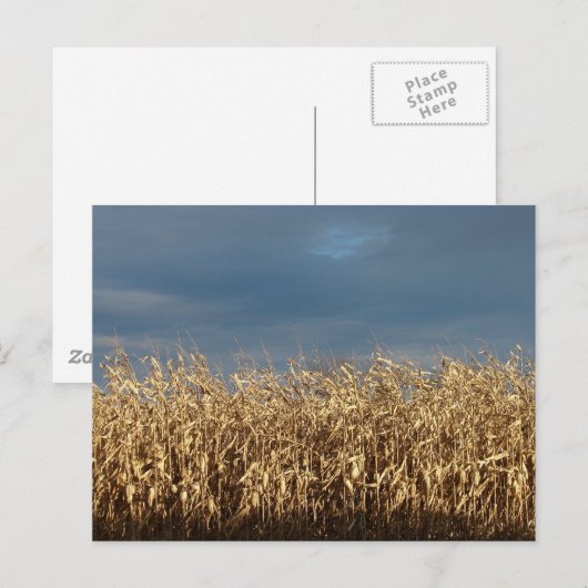 Corn Field Briefkaart (Voorkant / Achterkant)
