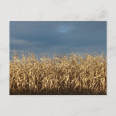 Corn Field Briefkaart (Voorkant)