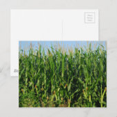 Corn Field Briefkaart (Voorkant / Achterkant)