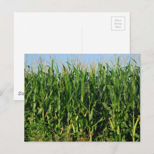 Corn Field Briefkaart (Voorkant / Achterkant)