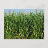 Corn Field Briefkaart (Voorkant)