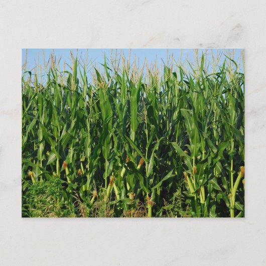 Corn Field Briefkaart (Voorkant)