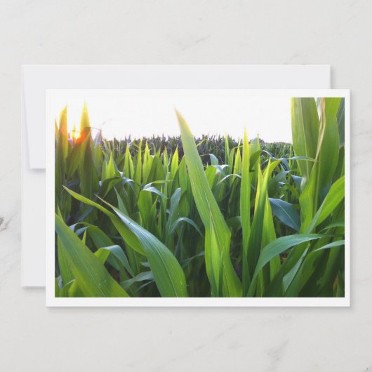 Corn Field Harvest Photo Invitation Sjabloon Kaart (Voorkant)