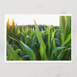 Corn Field Harvest Photo Invitation Sjabloon Kaart
