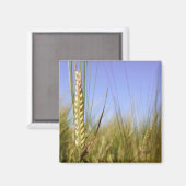 Corn Field Magnet (Voorkant / Achterkant)
