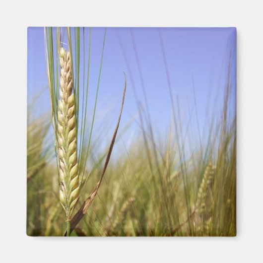 Corn Field Magnet (Voorkant)