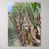 Corn Field Photo Poster (Voorkant)