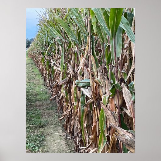 Corn Field Photo Poster (Voorkant)