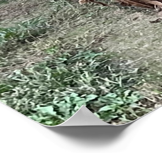 Corn Field Photo Poster (Hoek)