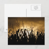 Corn field Silhouettes Briefkaart (Voorkant / Achterkant)