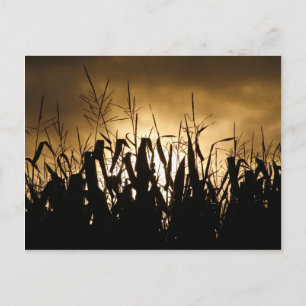 Corn field Silhouettes Briefkaart
