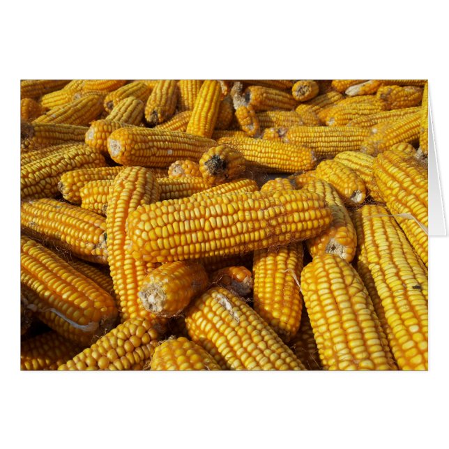 Corn Harvest (Voorkant Horizontaal)