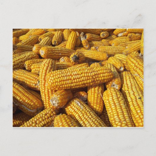 Corn Harvest Briefkaart (Voorkant)
