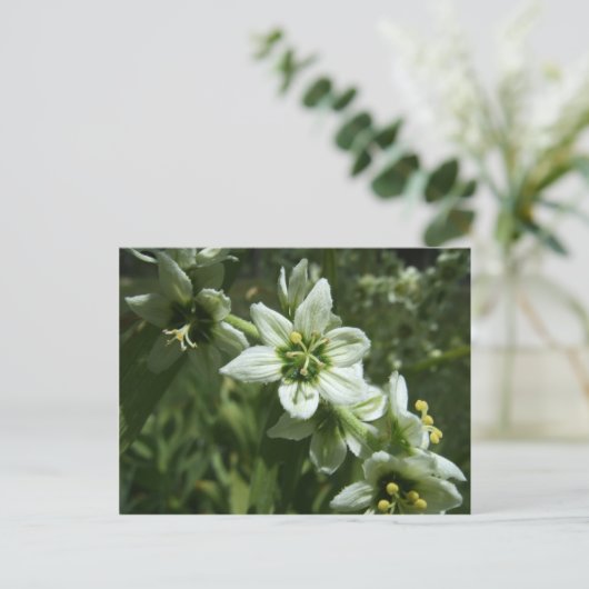 Corn Lily Briefkaart (Staand voorkant)