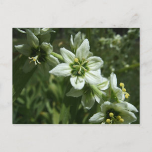 Corn Lily Briefkaart
