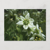 Corn Lily Briefkaart (Voorkant)