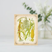 Corn (Mais) -  illustratie Briefkaart (Staand voorkant)