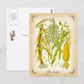 Corn (Mais) -  illustratie Briefkaart (Voorkant / Achterkant)