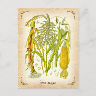 Corn (Mais) -  illustratie Briefkaart