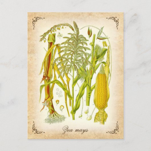 Corn (Mais) -  illustratie Briefkaart (Voorkant)