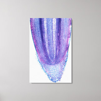 Corn Plant Root Tip Canvas Afdruk