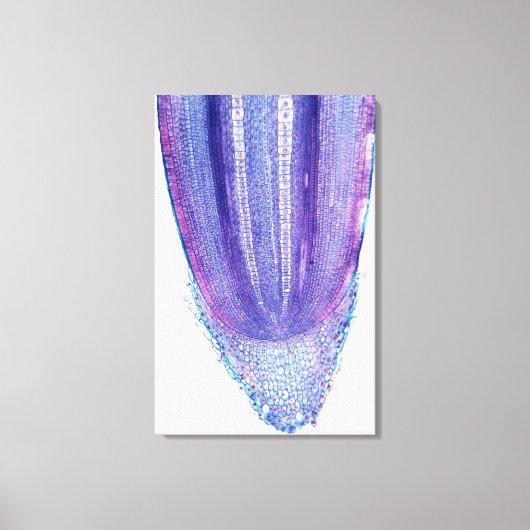 Corn Plant Root Tip Canvas Afdruk (Voorkant)