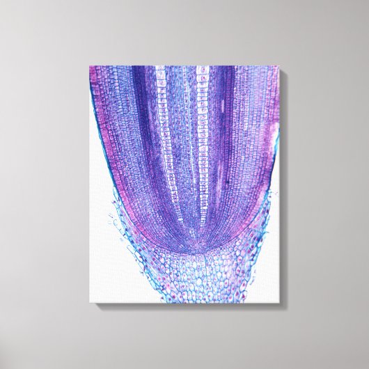 Corn Plant Root Tip Canvas Afdruk (Voorkant)