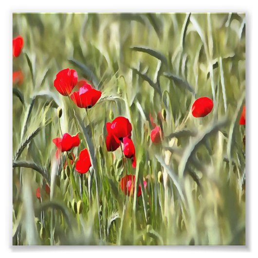Corn Poppies Foto Afdruk (Voorkant)