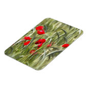 Corn Poppies Magneet (Linkerzijde)