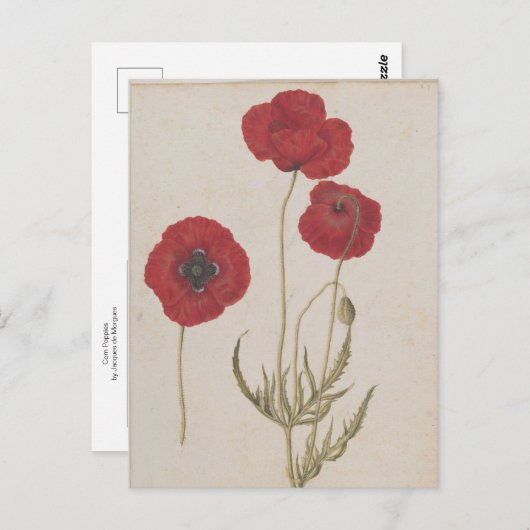 Corn Poppies van Jacques de Morgues Briefkaart (Voorkant / Achterkant)