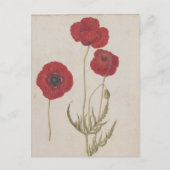 Corn Poppies van Jacques de Morgues Briefkaart (Voorkant)